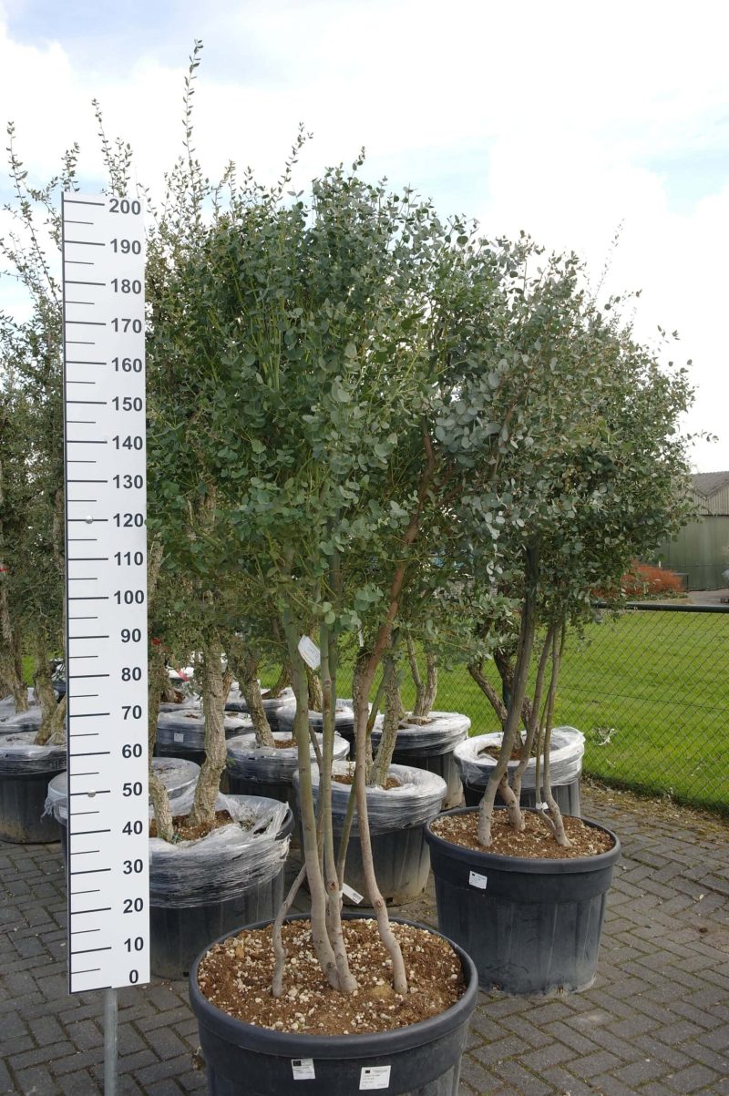 Eucalyptus Gunnii