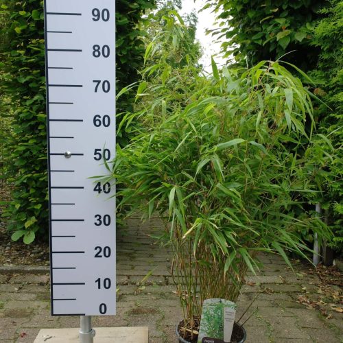 Niet woekerende bamboe Fargesia 'Rufa'