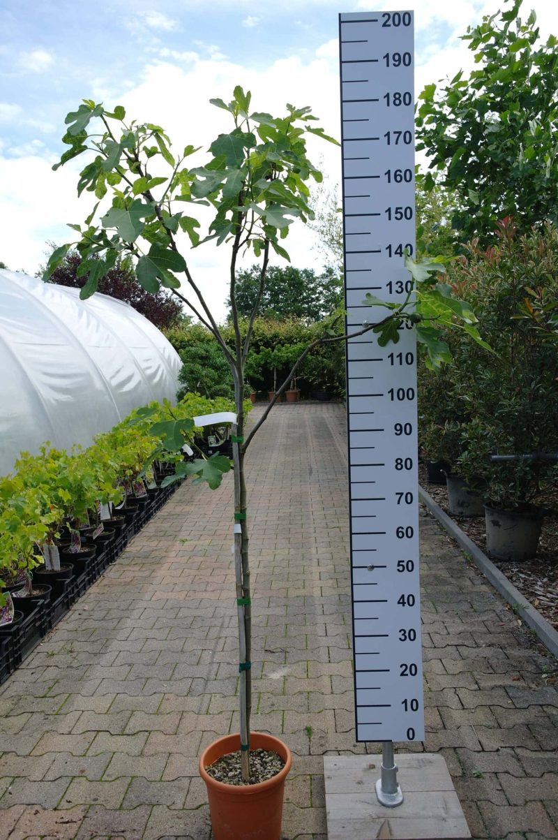 Ficus Carica 'Brown Turkey'