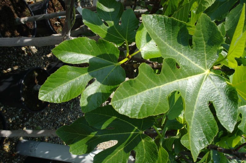 Ficus Carica op stam