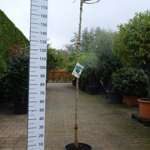 Ginkgo Biloba 'Mariken'