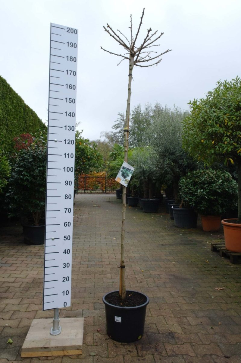 Ginkgo Biloba 'Mariken'