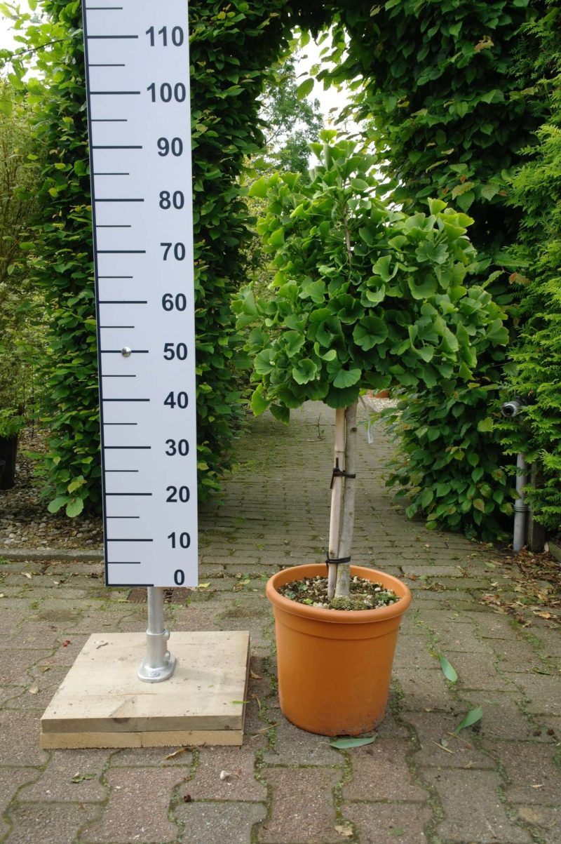 Ginkgo Biloba 'Mariken'