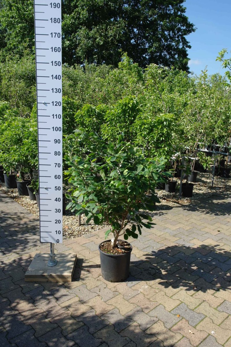 Hamamelis Arnold Promise extra kwaliteit potgekweekt