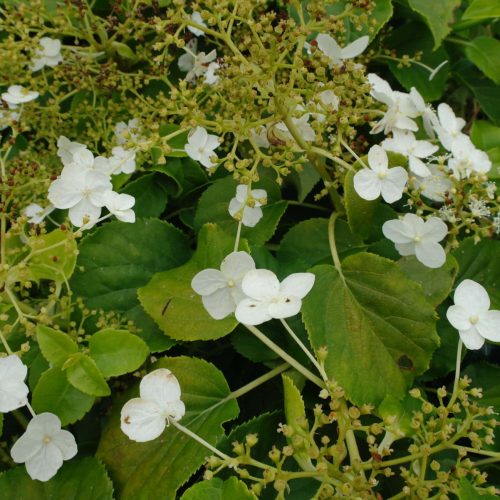 Hydrangea anomala petiolaris (Klimhortensia)