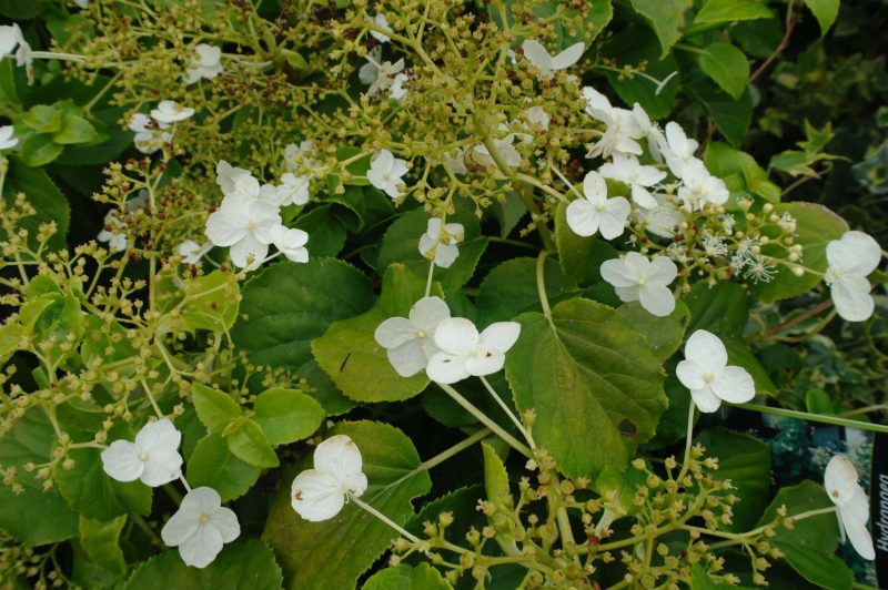 Hydrangea anomala petiolaris (Klimhortensia)