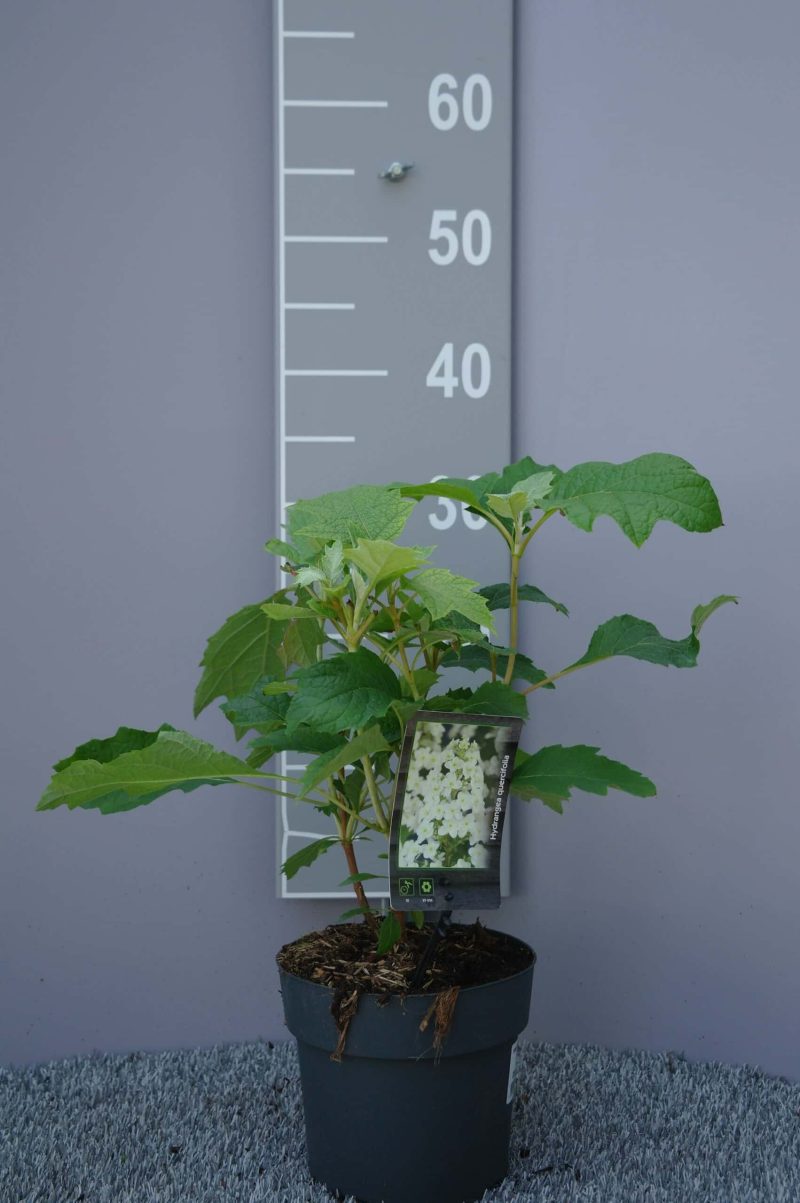 Hydrangea Quercifolia