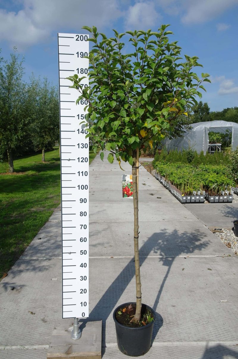 Malus 'Evereste' sierappel op stam