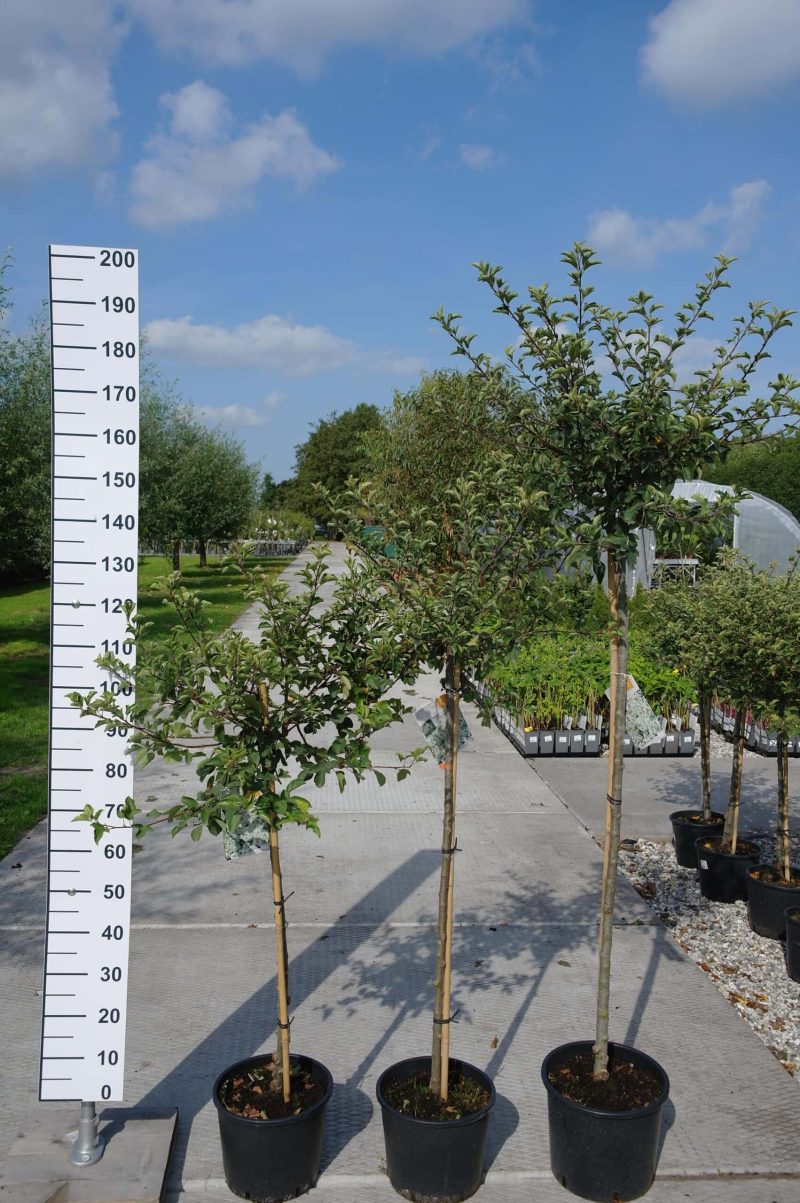Malus 'Toringo Tina' sierappel