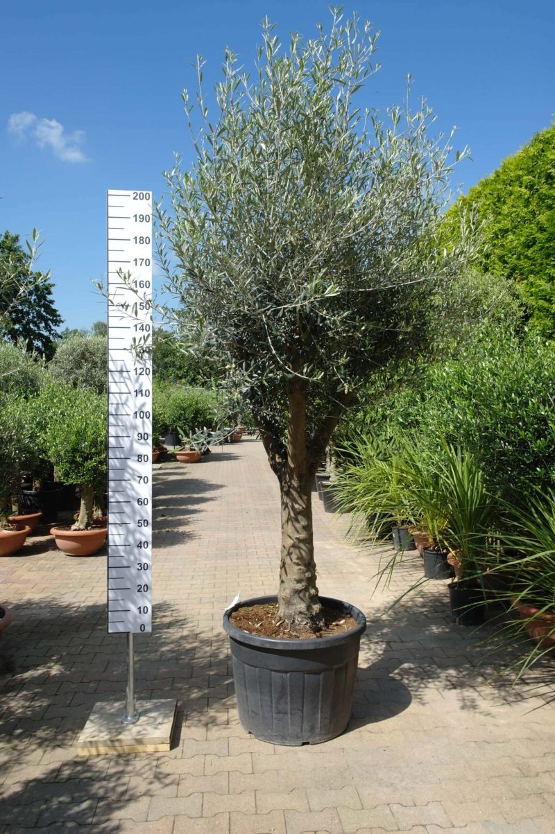 Olijfboom Olea Europea compact big 40-50cm