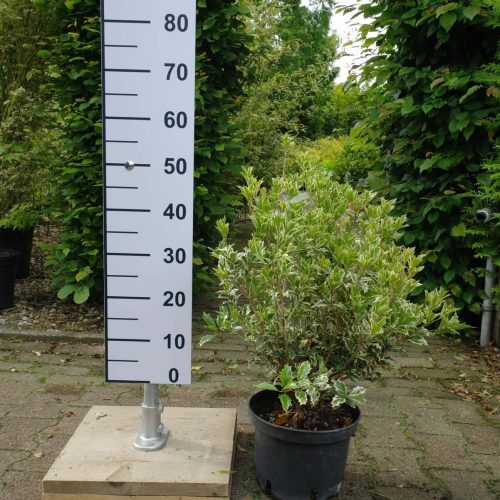 Osmanthus heterophyllus 'Goshiki'