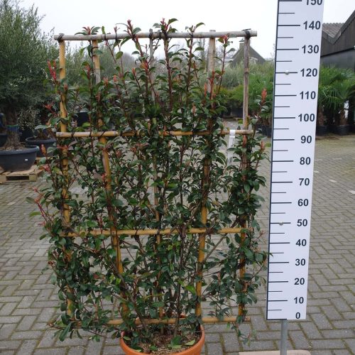 Photinia carre rouge Leirek