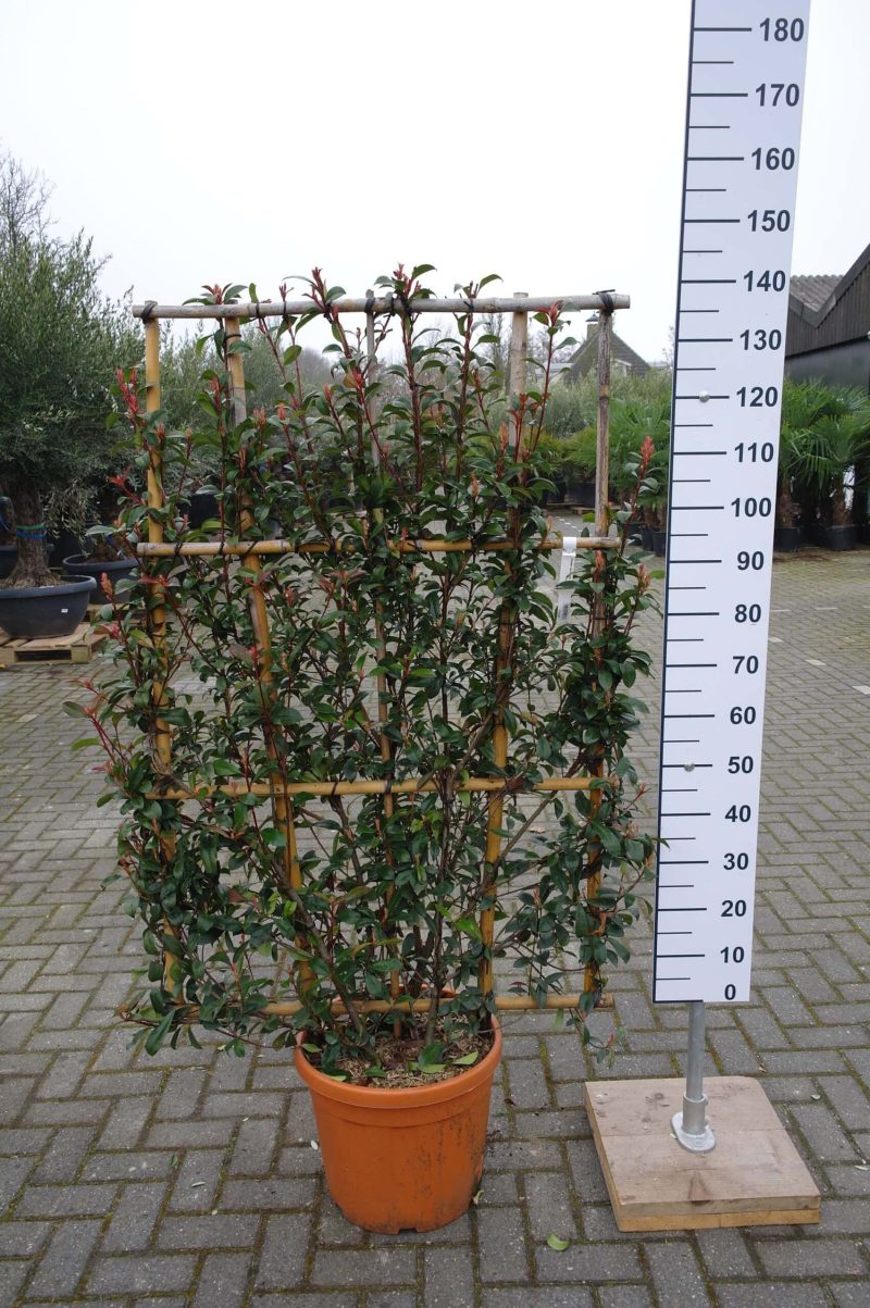 Photinia carre rouge Leirek