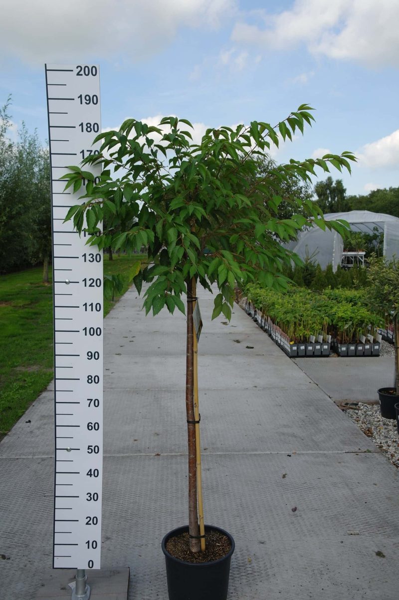 Prunus subhirtella 'Autumnalis'