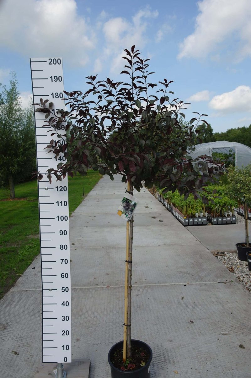 Prunus cistena