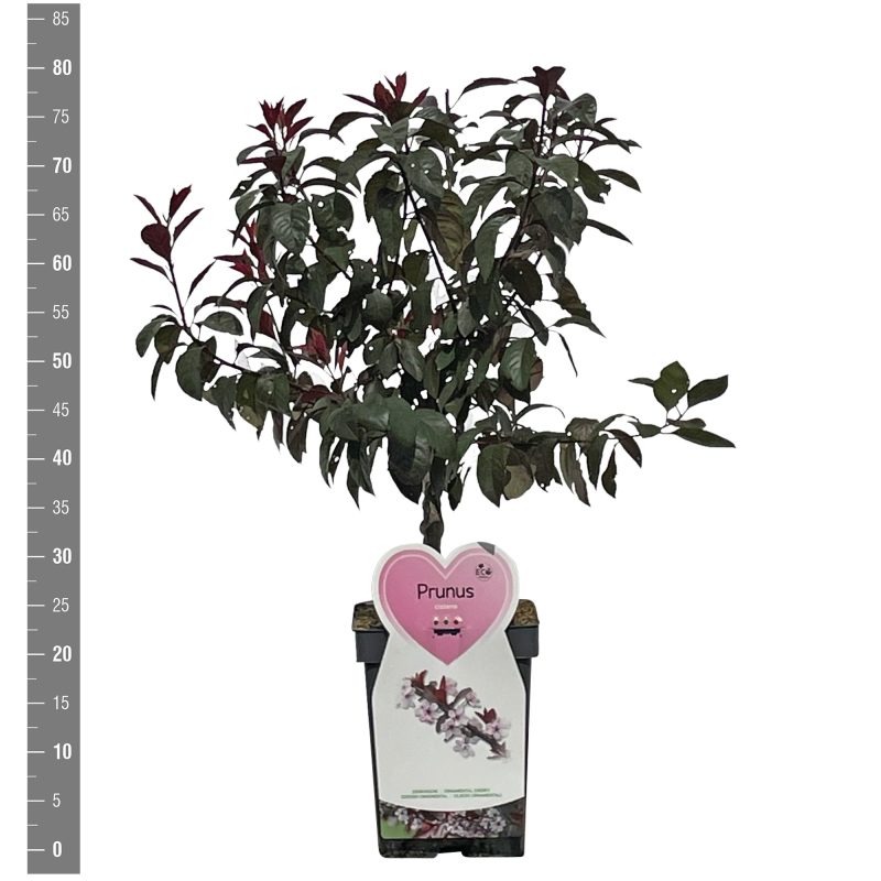 Prunus Cerasifera Nigra