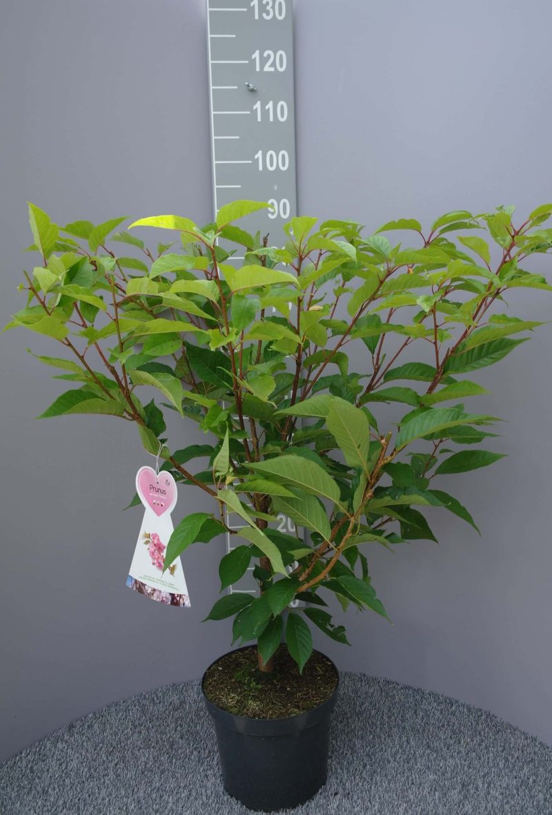 Prunus Ser. 'Kanzan'
