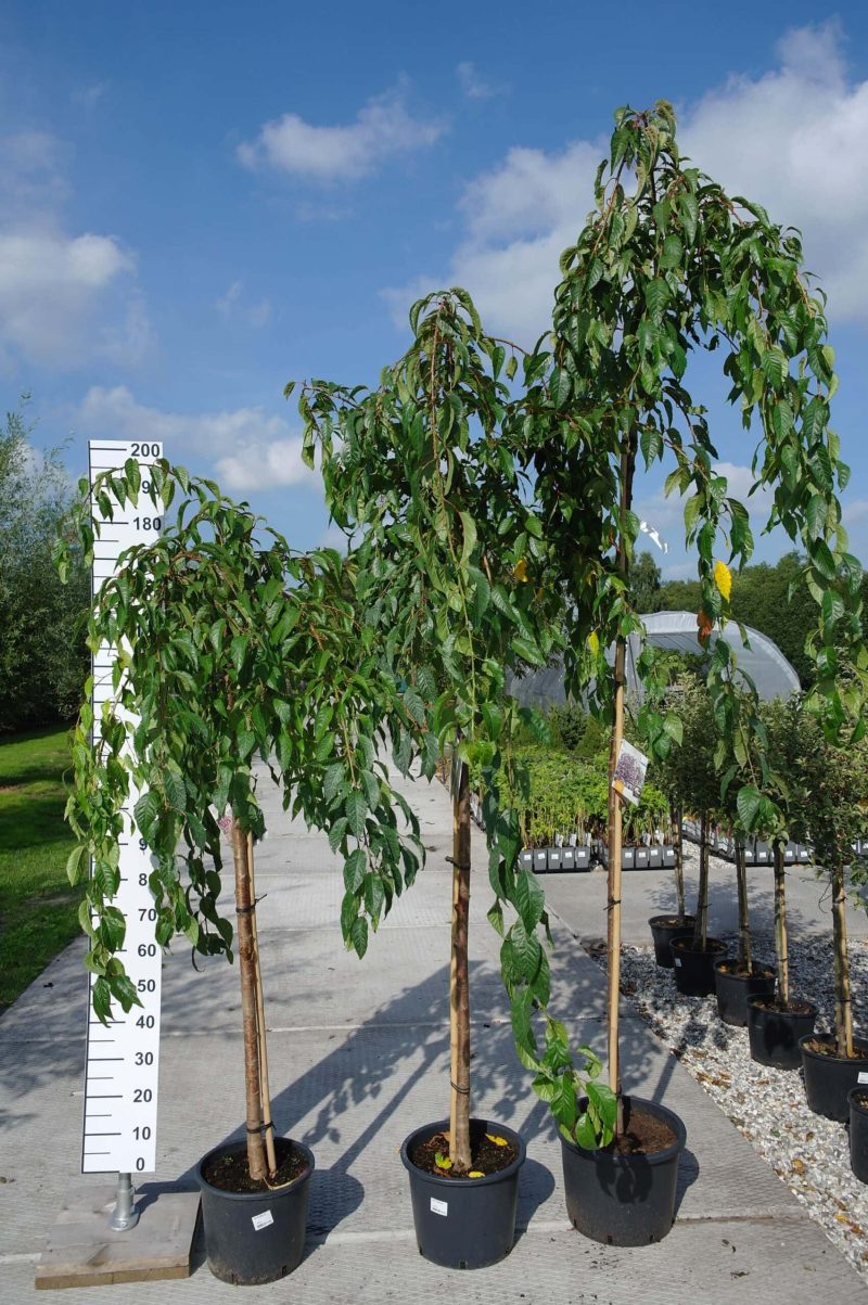 Prunus 'Kiku-shidare-zakura'