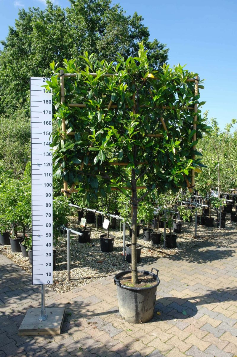 Prunus Novita leischerm extra kwaliteit