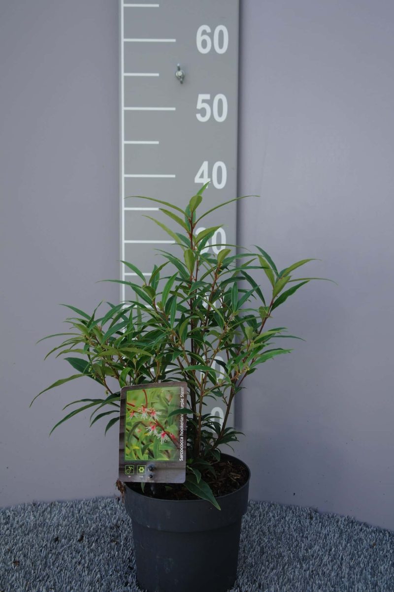 Sarcococca Hookeriana 'Purple Stem'