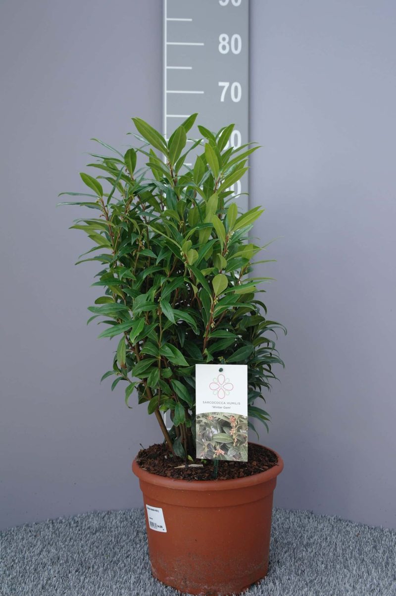 Sarcococca Hookeriana Winter Gem