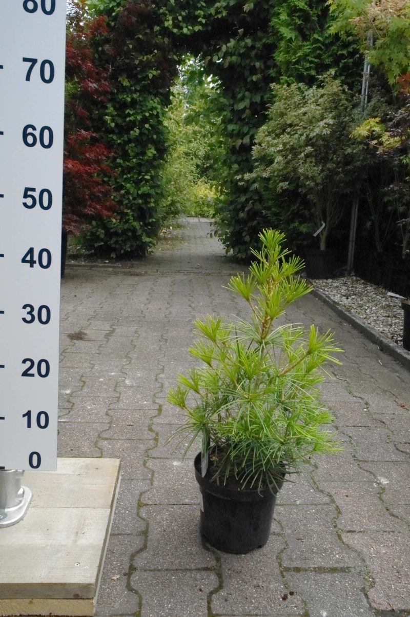 Sciadopitys Verticillata