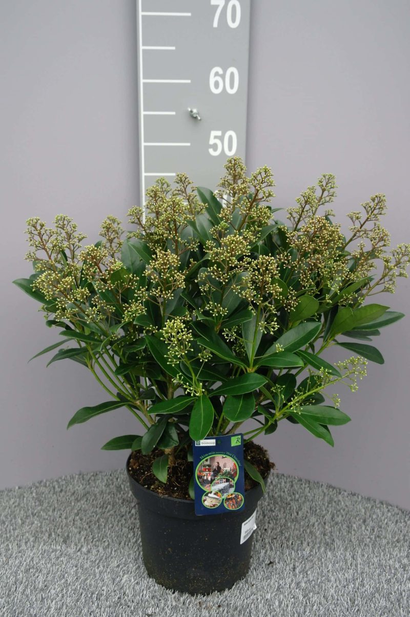 Skimmia Japonica 'Hot Chocolate'