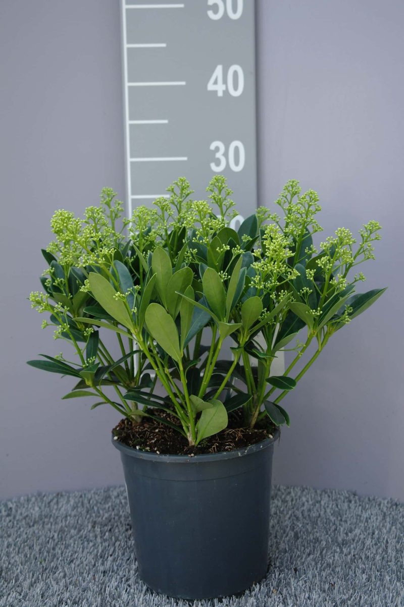 Skimmia Japonica Finchy