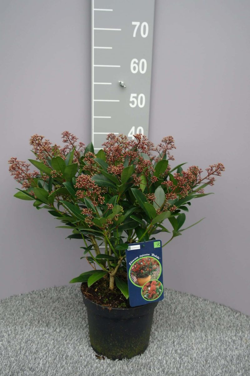 Skimmia Japonica 'Rubella'