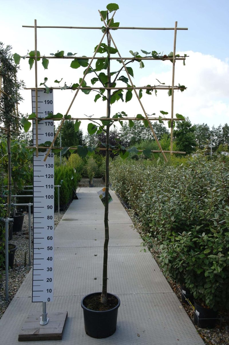 Tilia europaea 'Pallida' - Leilinde