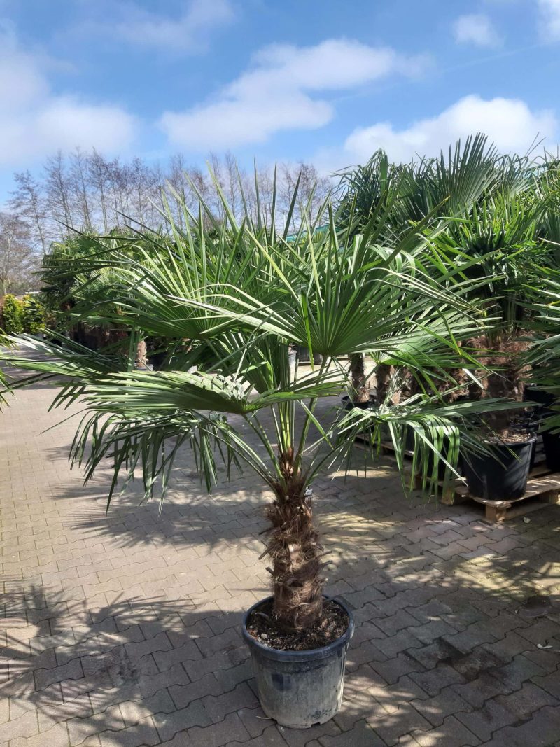 Palmboom Trachycarpus Fortunei (stam 50-60 cm)