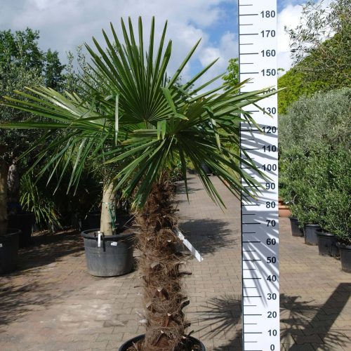 Palmboom Trachycarpus Fortunei (stam 90 - 100 cm)