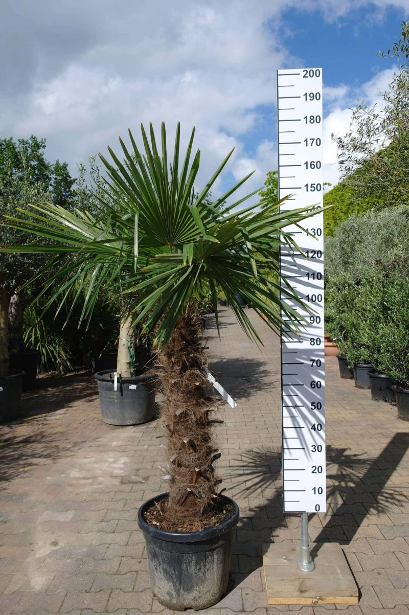 Palmboom Trachycarpus Fortunei (stam 90 - 100 cm)