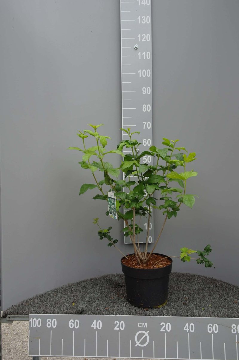 Viburnum op. Roseum