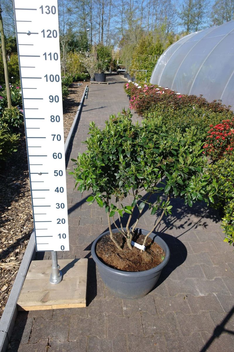 Viburnum Tinus 'Eve Price' multistam