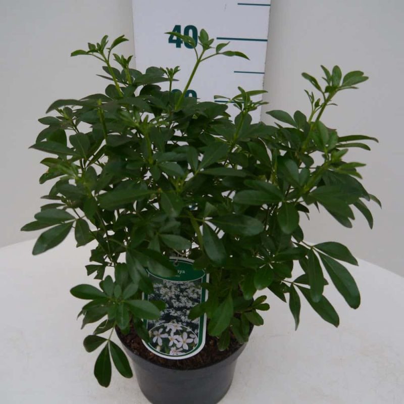 Choisya ternata