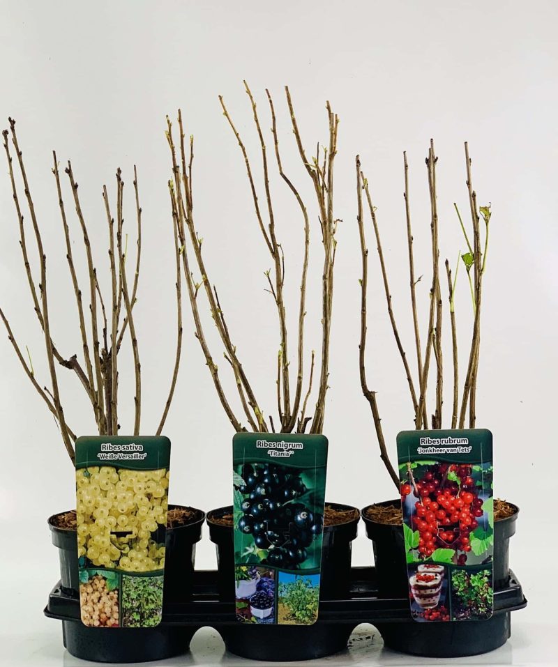Ribes rubrum 'Jonkheer van Tets' - rode bes