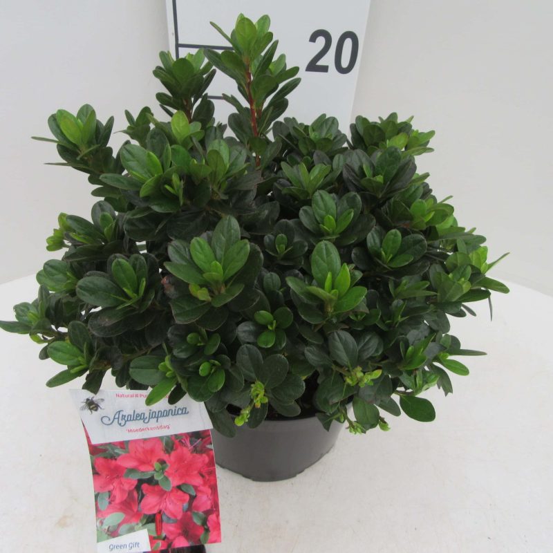 Azalea Japonica 'Moederkensdag' rood