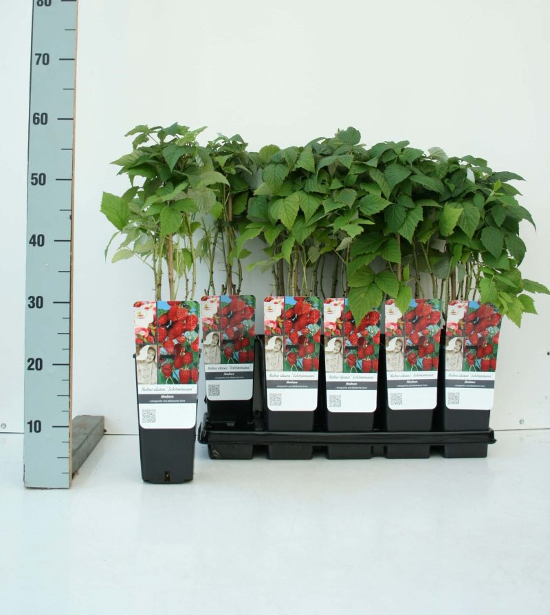 Rubus idaeus ´Schönemann´- framboos