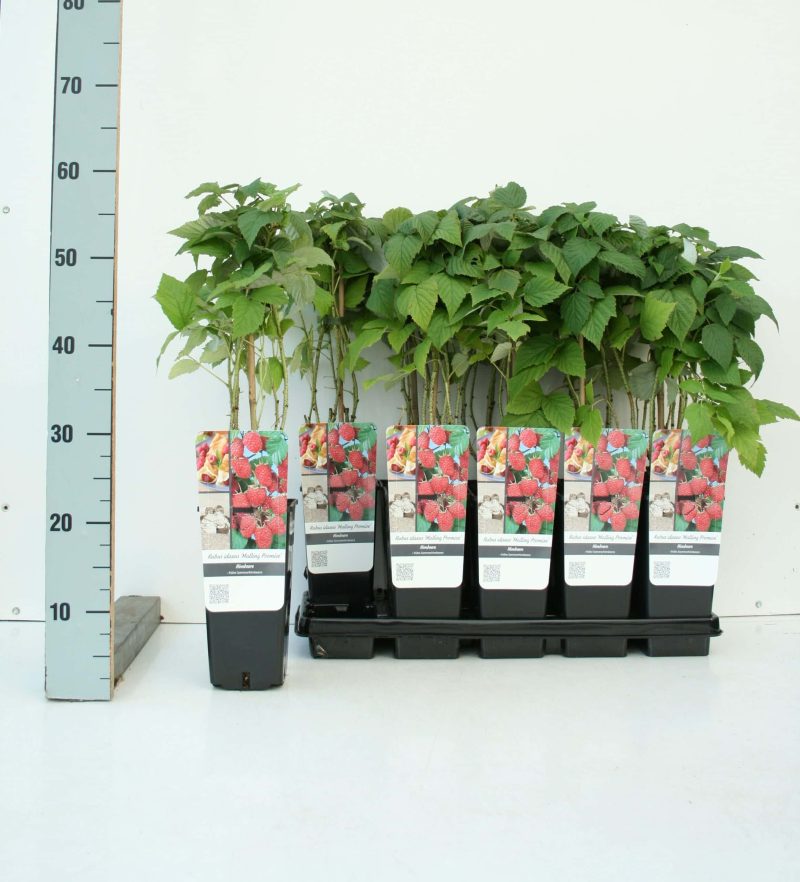 Rubus idaeus 'Malling Promise'- framboos