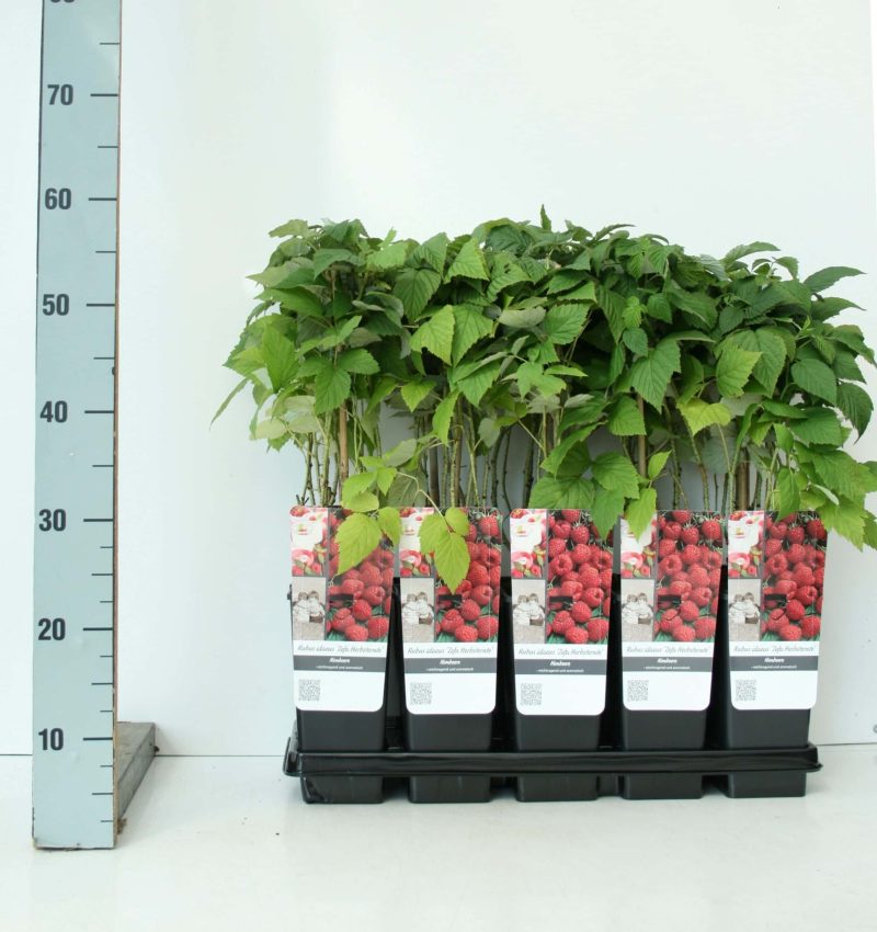 Rubus idaeus 'Zefa 3 Herbsternte' - framboos