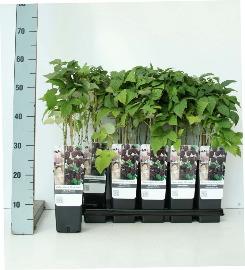 Rubus idaeus 'Black Jewel'- framboos