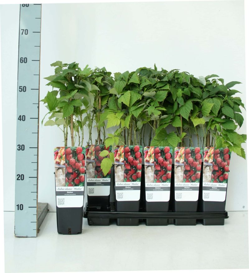 Rubus idaeus ´Meeker´®- framboos