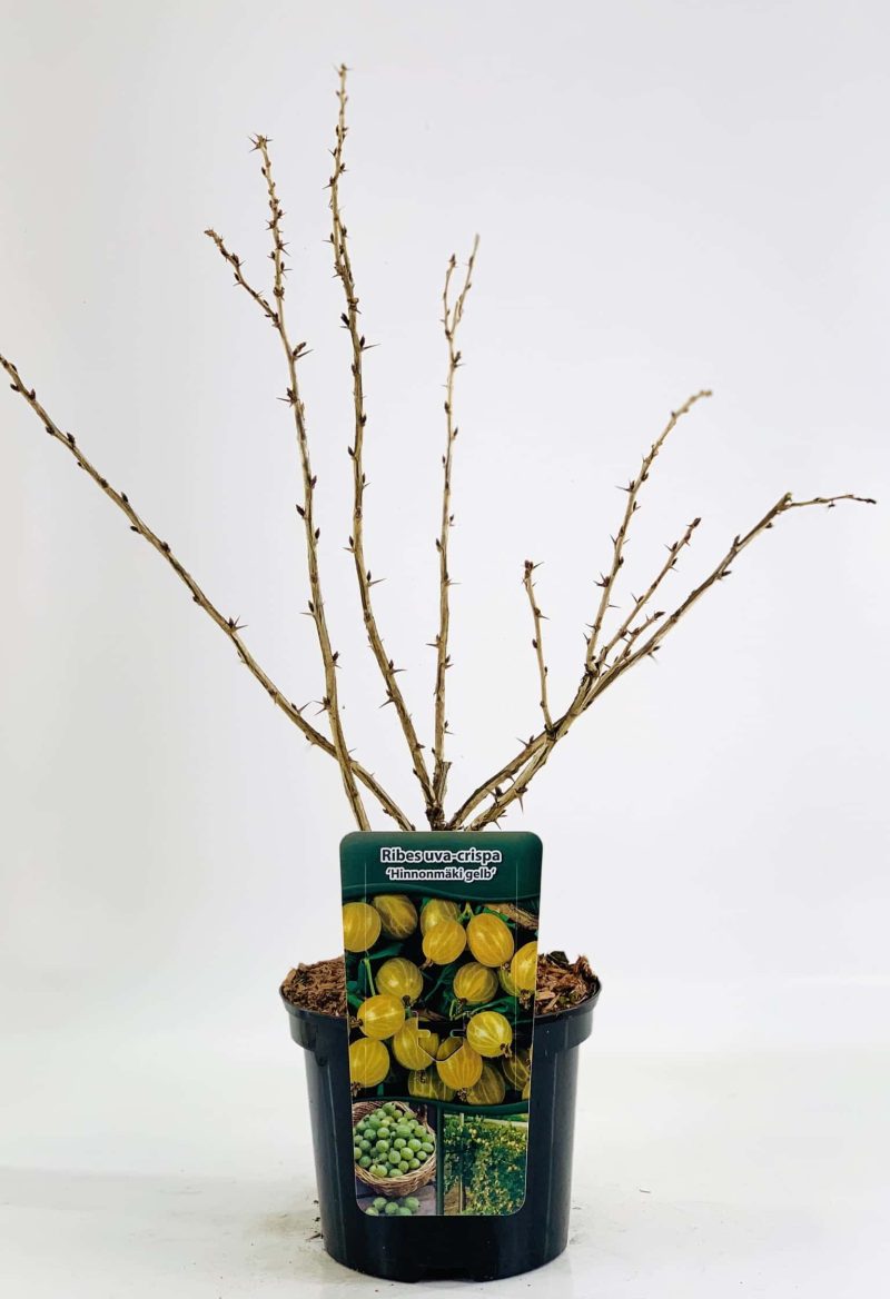 Ribes uva-crispa 'Invicta' gelb - gele kruisbes