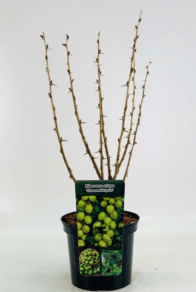Ribes uva-crispa 'Hinnonmaki groen' - groene kruisbes