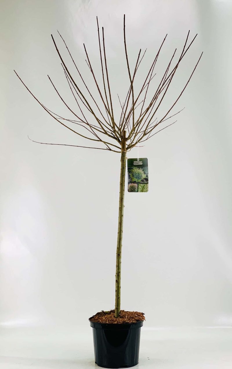 Salix integra 'Hakuro Nishiki'
