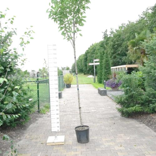 Prunus Ser. amanogawa