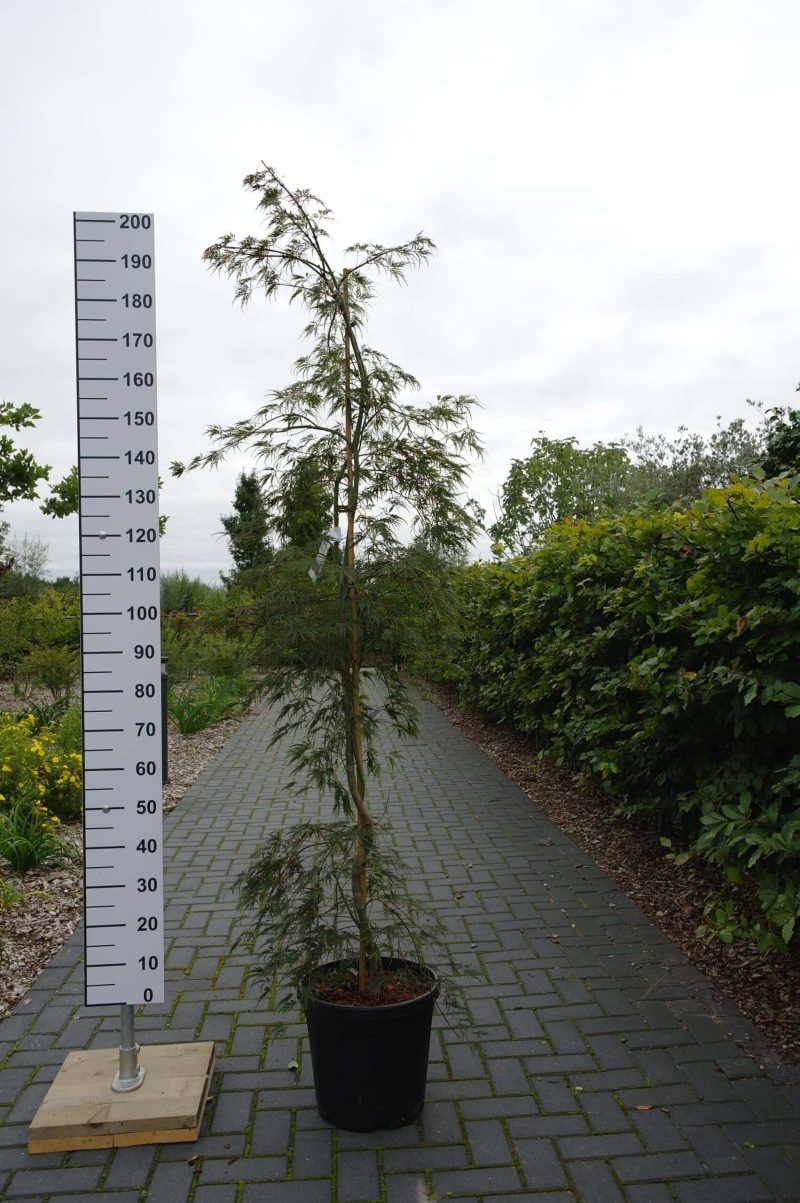 Acer Palmatum 'Inabe-Shadere'