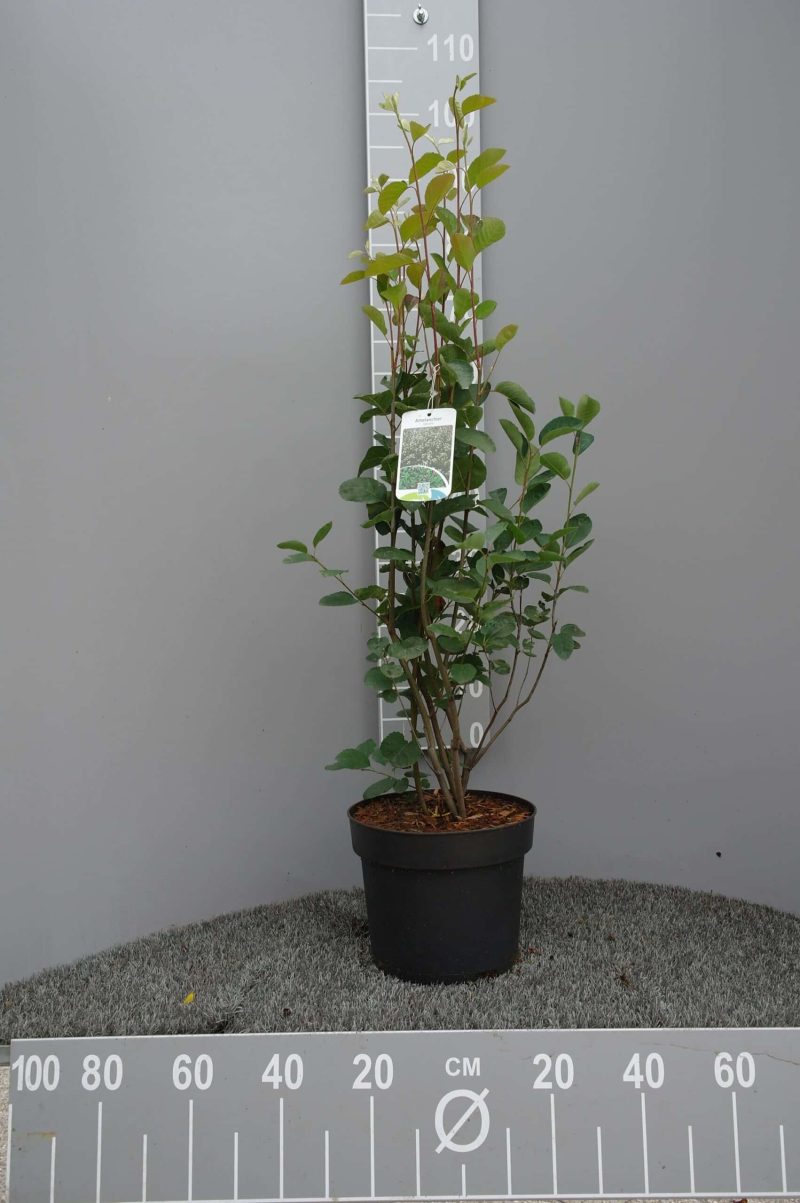Amelanchier Spicata