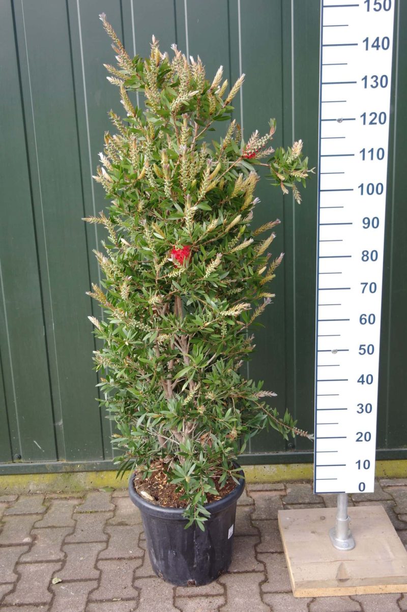 Callistemon Citrinus Splendens